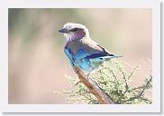 14SerengetiDayGameDrive - 011 * Lilac-breasted Roller.